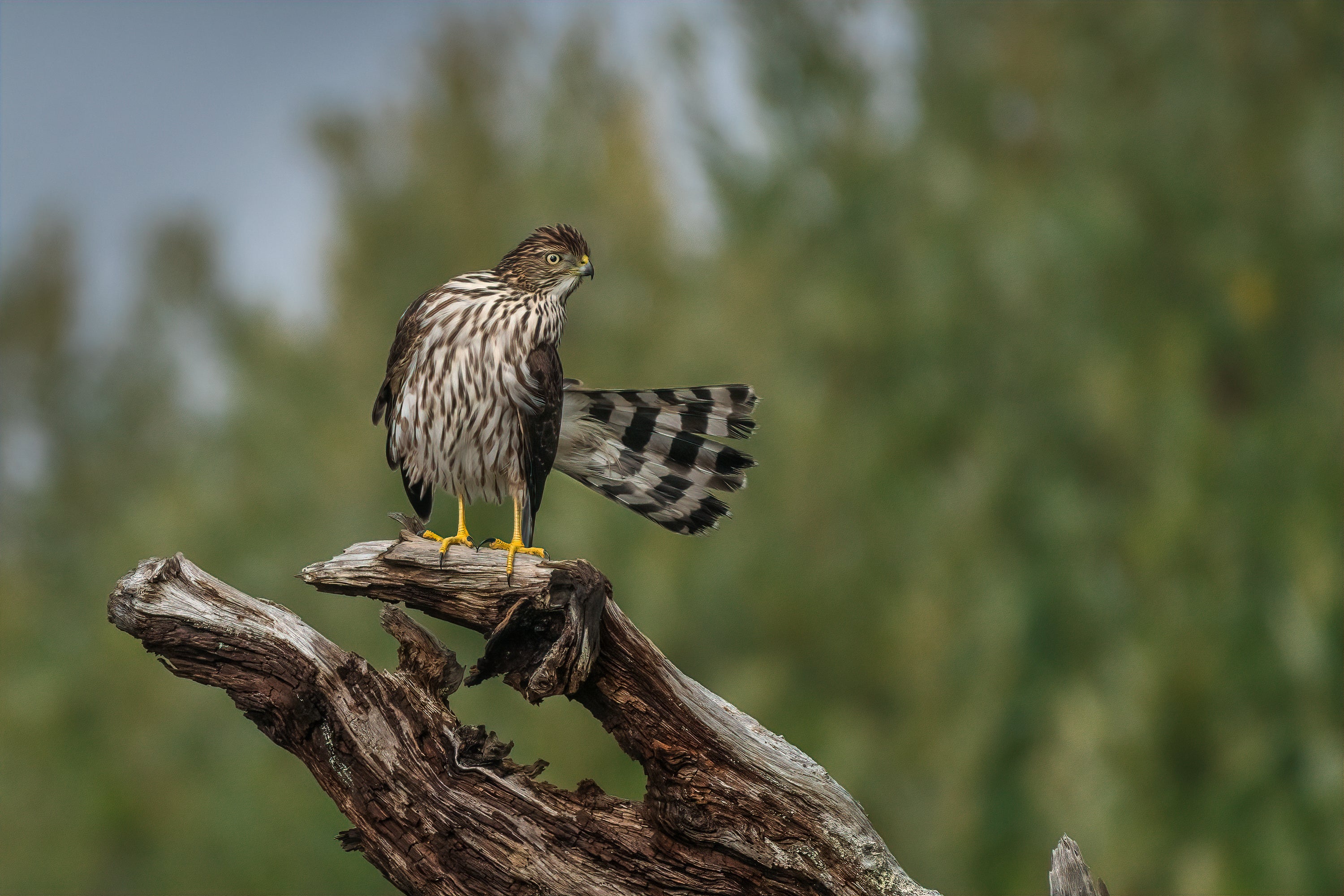 Cooper's Hawk